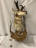 Vintage (1960s - 70s) Taxidermy mounted antelope head with landscape diorama