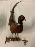 Taxidermy bird, pheasant on wood mount - good cond