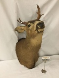 Taxidermy wall mounting deer head, approx 12x34x25 inches.