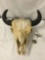 Large bull skull with horns