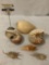 Lot of 6 decorative seashells, 2x Nautilus & more