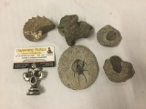 Collection of 5 sea fossils featuring 3 trilobites and 2 ammonites - Great specimens