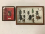 Lot of 2 window boxes with taxidermy beetle collection