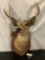 Mounted taxidermy deer head