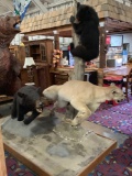 Huge museum quality diorama of a black bear chasing a cougar away from its cub - see desc