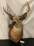 Mounted taxidermy deer head