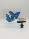 Two Giant Blue Morpho butterflies pinned in a plastic box. Signed and dated 93 on the back