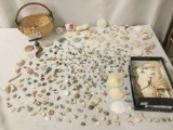 Lot full of seashells, sand dollars, and other ocean treasures