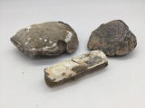 Collection of 3 different kind of fossilized clams - see pics, nice specimens