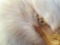 2001 photo print Bald Eagle closeup 