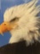 Giant framed photo print closeup of a bald eagle 