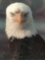 1989 framed photo print of a bald eagle, dated & signed by artist Leo Keelu