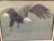 Hand signed print of eagle by Robert Bateman #'d 125/290. Framed but glass is cracked