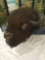 Large Taxidermy bison head bust wall mount in good cond - huge piece!