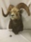Rare wall hanging taxidermy big horned sheep wall mount in good cond