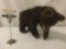 Taxidermy black bear cub (ethically procured) full body display - as is