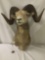Wall hanging taxidermy mounted big horned sheep head - will need new mounting hardware