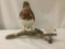 Taxidermy full body mount ptarmigan with brown/red plummage (non-migratory) perched on branch