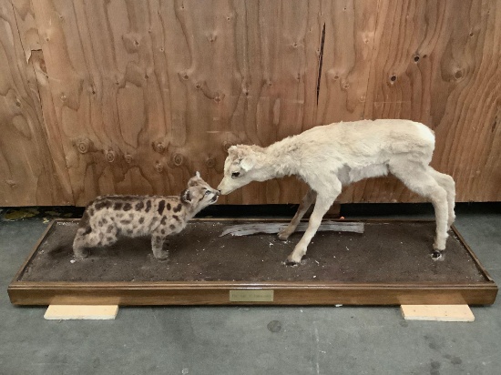 "The Age of Innocence" taxidermy display of a baby wildcat meeting a baby goat