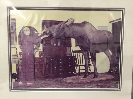 Vintage framed photo print of woman feeding a living pet moose - whimsical decor piece