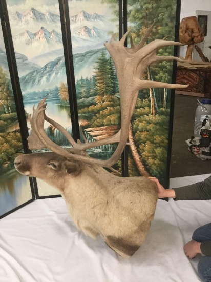 Taxidermy wall hanging Caribou mount bust/head with fine rack - good cond