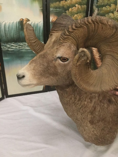 Fine Taxidermy wall hanging big horned sheep bust mount in good cond