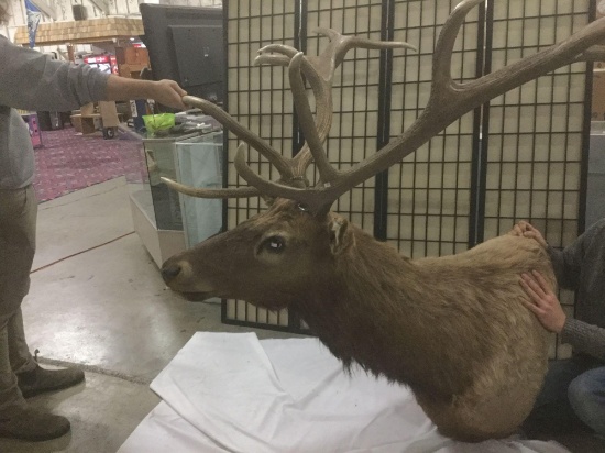 Large full head bust elk mount with removable antlers for ease of transport/hanging