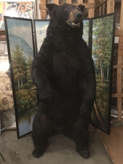 Full size adult black bear taxidermy with stand