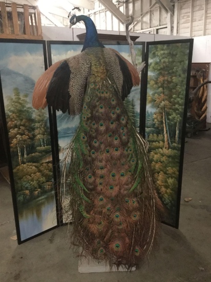 Hard to find vintage taxidermy sculpture pc of a peacock poised on a branch - good cond