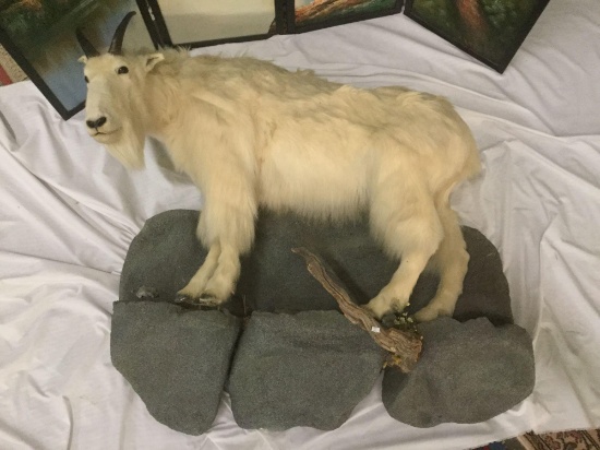 Wall hanging mountain goat on rocky path full body taxidermy mount art piece