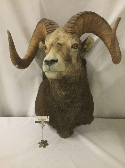 Rare wall hanging taxidermy big horned sheep wall mount in good cond