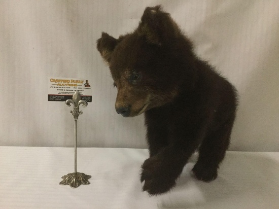 Taxidermy black bear cub (ethically procured) full body display - as is