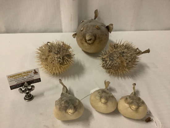 Lot of 6 hanging taxidermy puffer fish with plastic eyes - fair to good cond