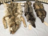 Lot of 3 pelts incl. 2 fox pelts and one bobcat pelt - some wear see pics