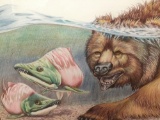 1992 Rustically framed color pencil artwork of a grizzly bear and fish signed by artist D.S. Mills