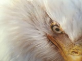 2001 photo print Bald Eagle closeup 