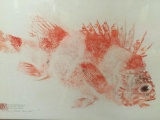 Framed 1985 original artwork of a red-banded rockfish, signed and dated by artist Heather J. Former