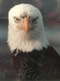 1989 framed photo print of a bald eagle, dated & signed by artist Leo Keelu