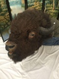 Large Taxidermy bison head bust wall mount in good cond - huge piece!