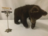 Taxidermy black bear cub (ethically procured) full body display - as is