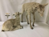 Pair of taxidermy baby goats in walking and resting position(s)