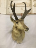 Wall hanging mounted taxidermy antelope head w/ rack - good cond