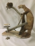 Taxidermy tableaux of a weasel and a squirrel - whimsical chase or fight scene