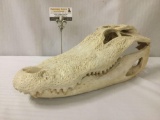 Genuine alligator skull, in great condition