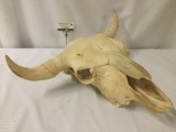 Authentic buffalo skull, in great shape - no bottom jaw included