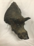 Large taxidermy wall hanging wild boar mount