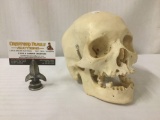 Genuine human skull with some wear and missing teeth, see pics - ethically sourced