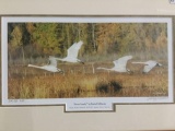 Swan Family signed & #'d 28/50 photo print by Tasha Dimarzio - Ducks Unlimited 2010-11 print of the