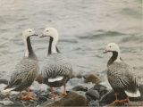 Swan Family signed & #'d 16/50 photo print by Tasha Dimarzio - 2009 Ducks Unlimited print of the