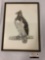 Framed hawk/bird of prey print, artist unknown, 16 x 22 inches
